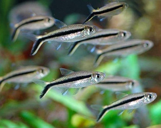 PENGUIN TETRA 3cm