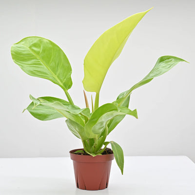 Philodendron Moon Light Plant