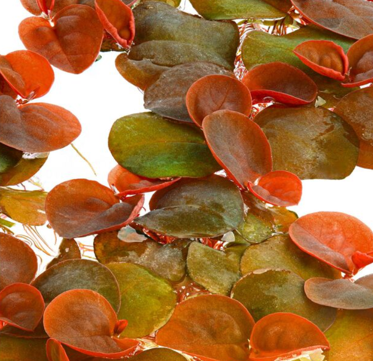 PHYLLANTHUS FLUITANS RED FLOATING PLANT