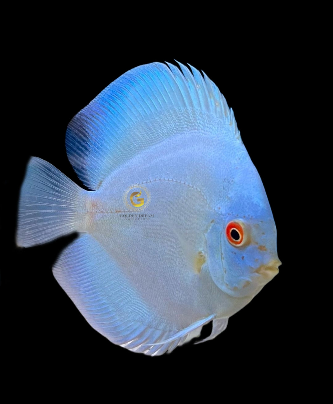 Discus Fish Mix 10cm