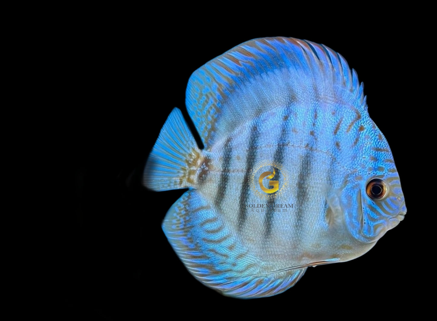 Discus Fish Mix 10cm