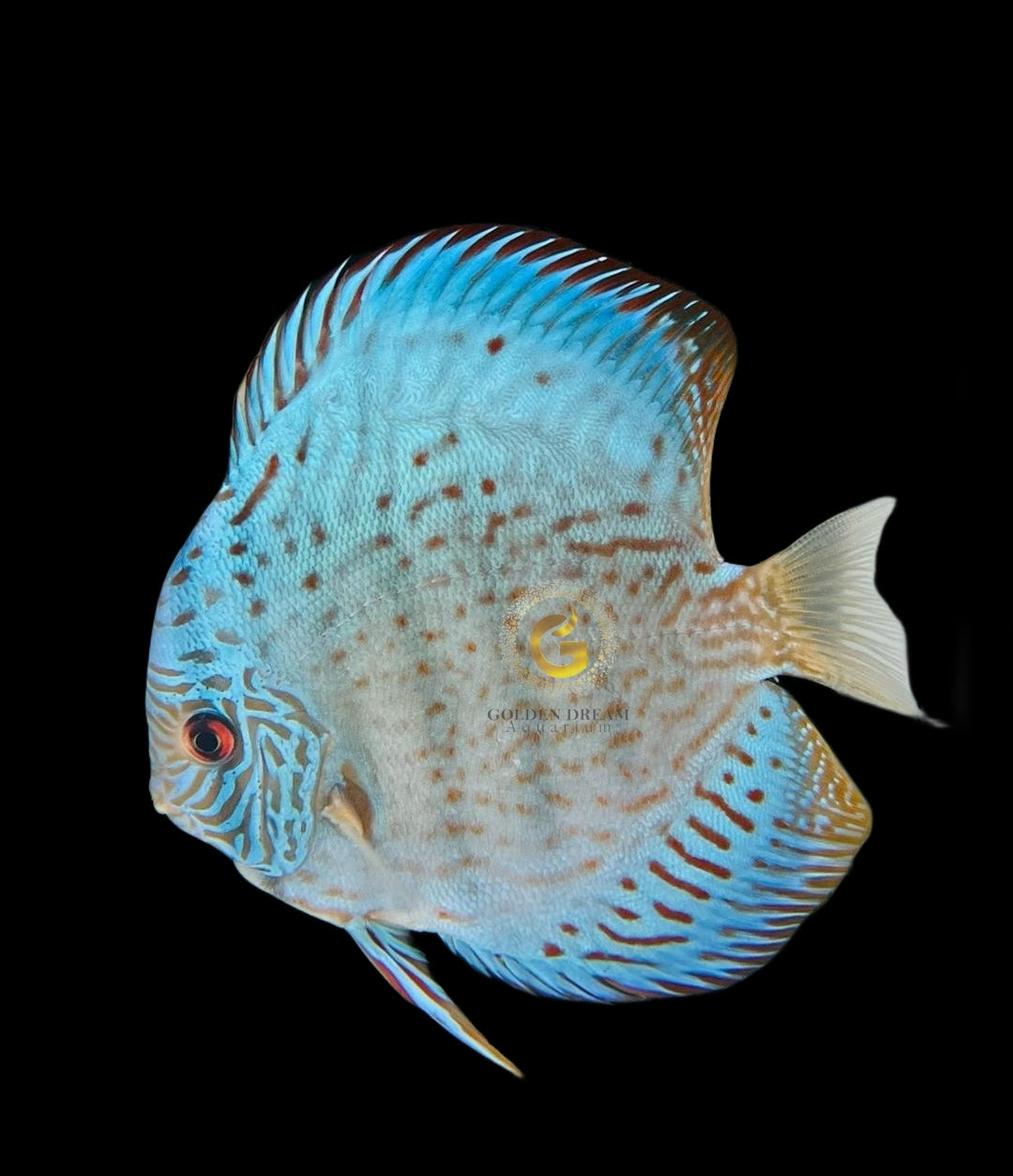 Discus Fish Mix 8cm