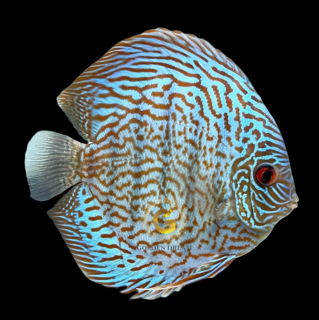 Discus Fish Mix 10cm