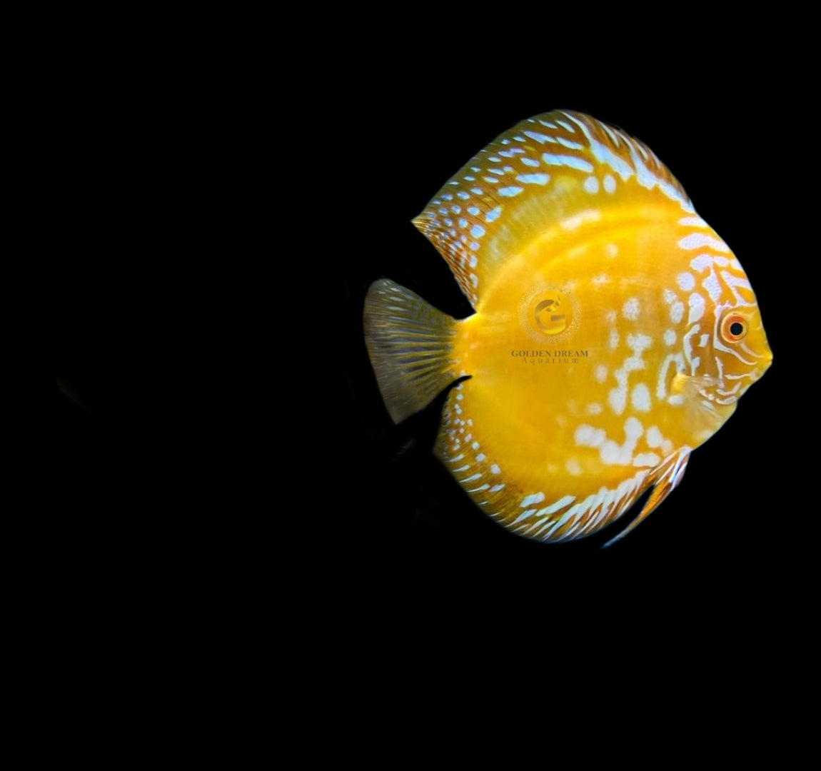 Discus Fish Mix 10cm