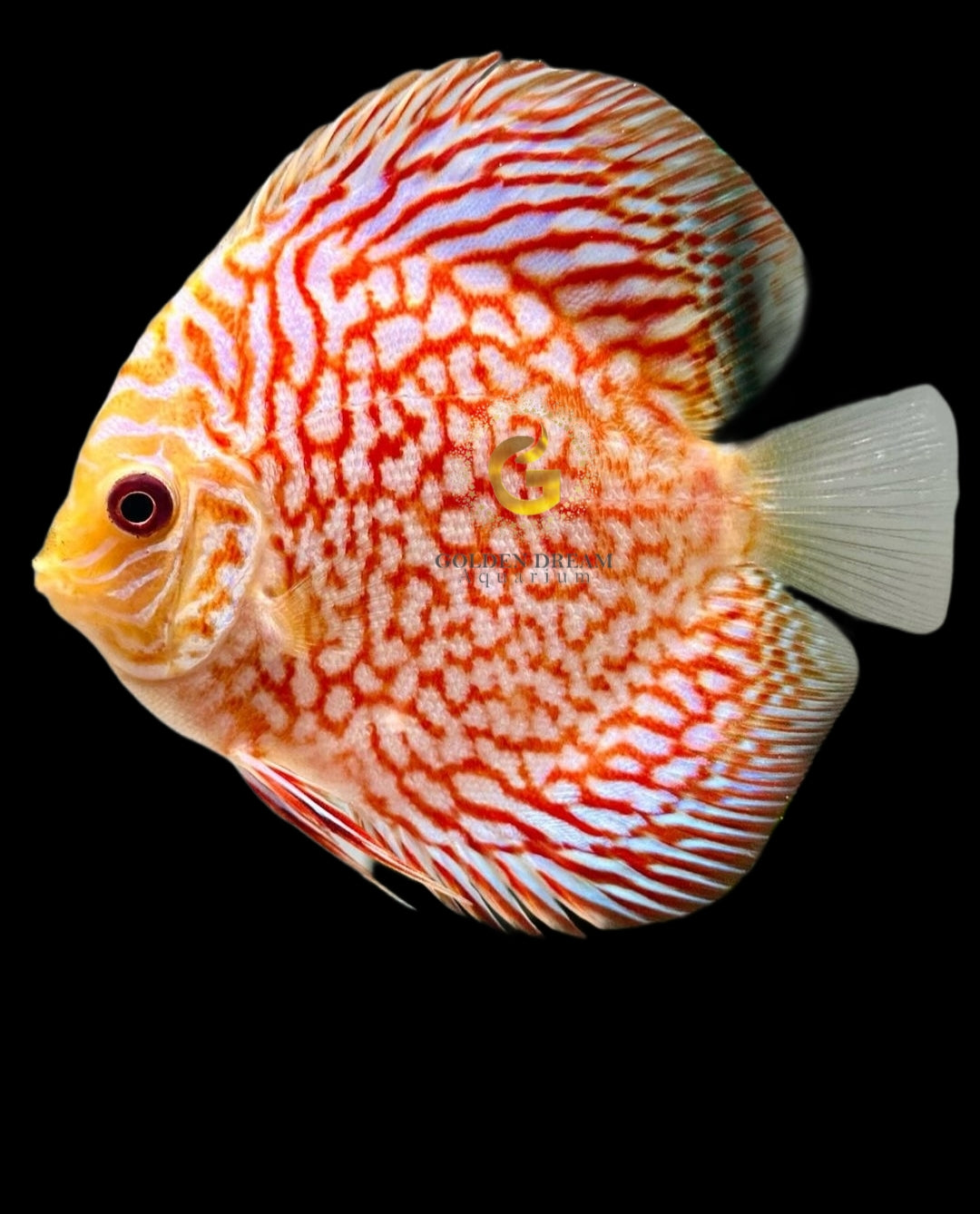 Discus Fish Mix 8cm