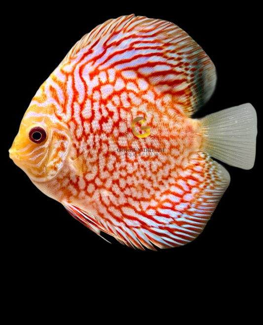 Discus Fish Mix 8cm
