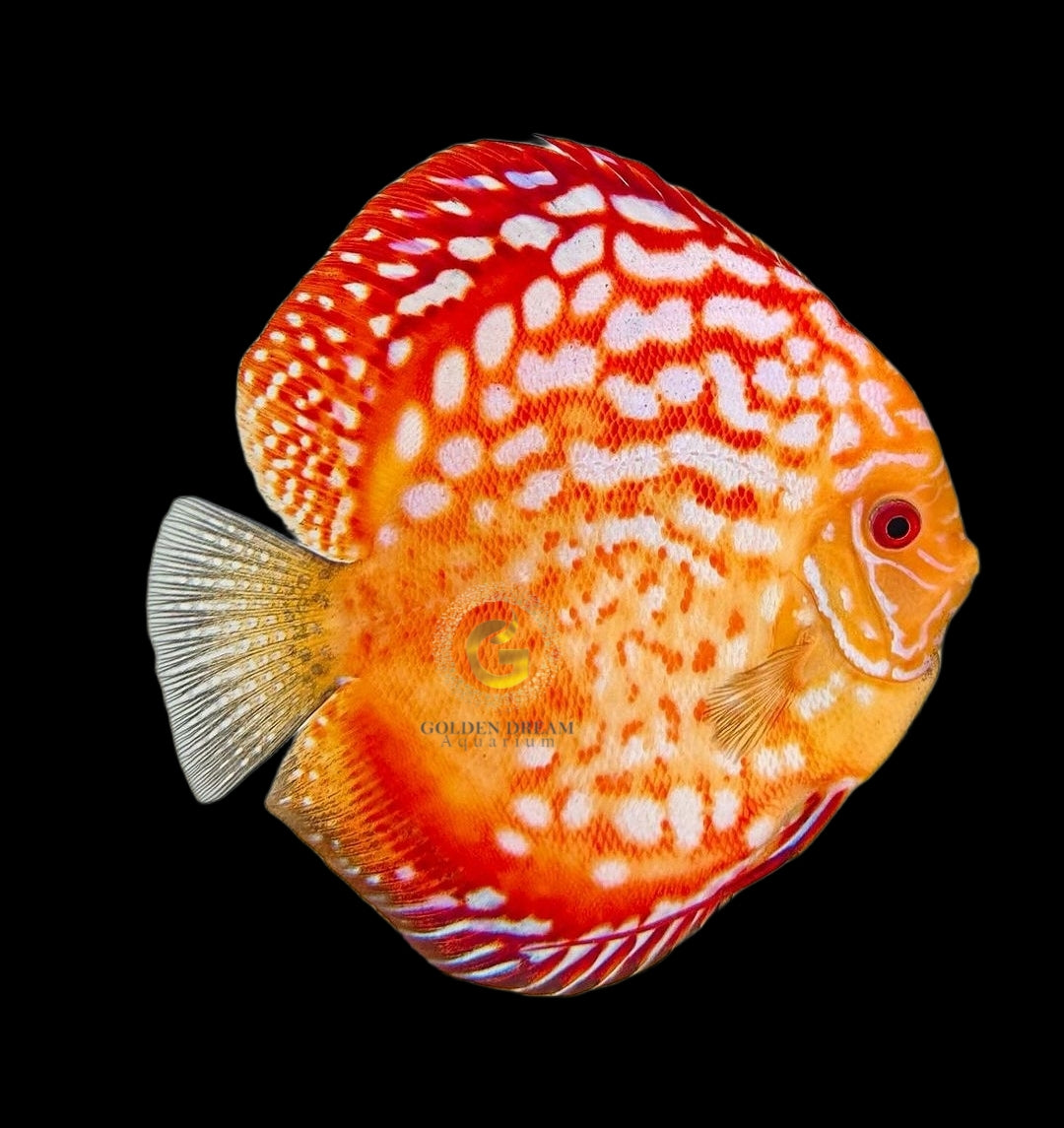 Discus Fish Mix 10cm