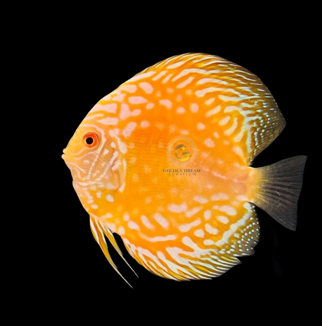 Discus Fish Mix 10cm