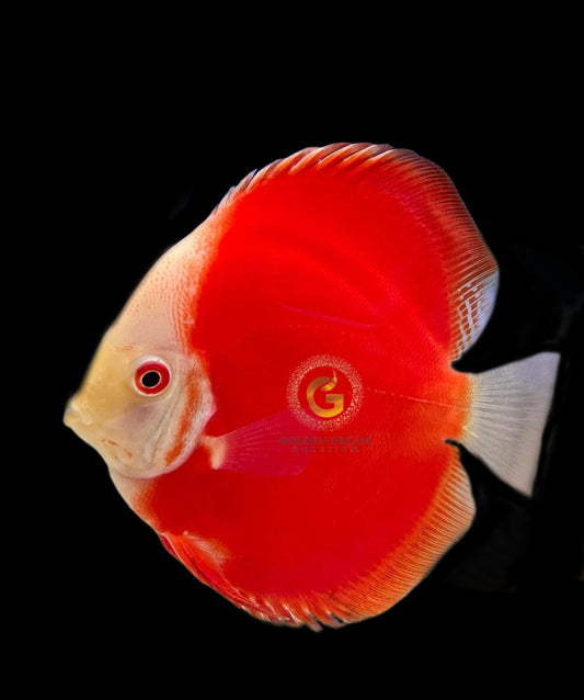 Discus Fish Mix 8cm