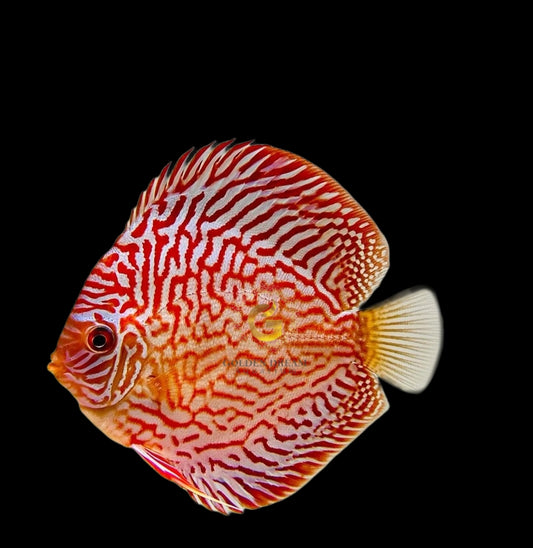 Discus Fish Mix 10cm