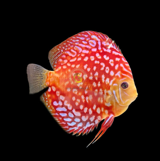 Discus Fish Mix 10cm