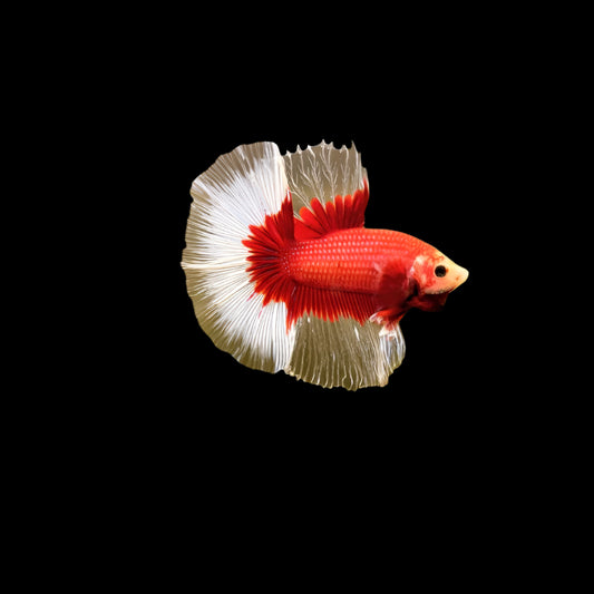 HALFMOON BUTTERFLY RED BETTA