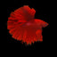 HALFMOON RED BETTA