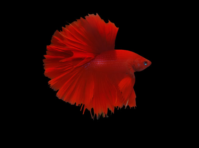 HALFMOON RED BETTA