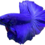 HALFMOON BLUE BETTA