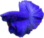 Halfmoon Blue Betta