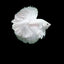 HALFMOON WHITE BETTA