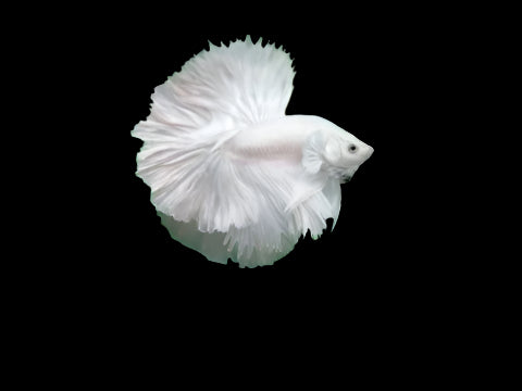 HALFMOON WHITE BETTA