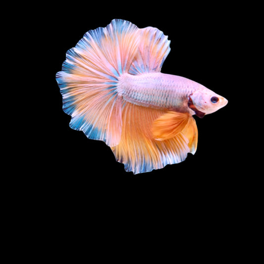 HALFMOON YELLOW MIX