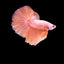 HALFMOON YELLOW DRAGON BETTA