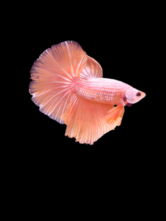 HALFMOON YELLOW DRAGON BETTA