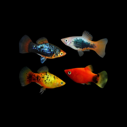 PLATY FISH MIX