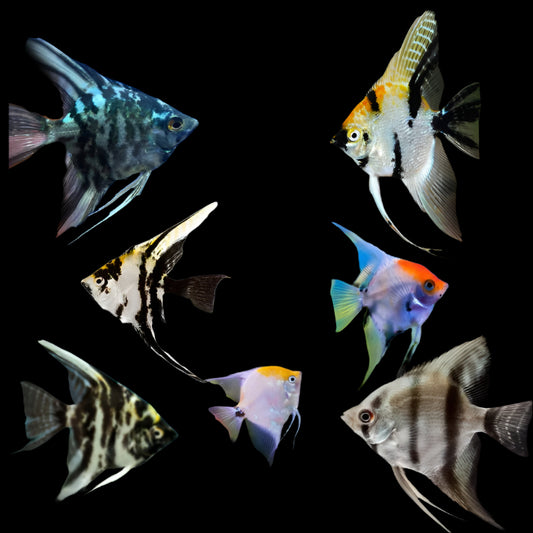 ANGEL FISH MIX