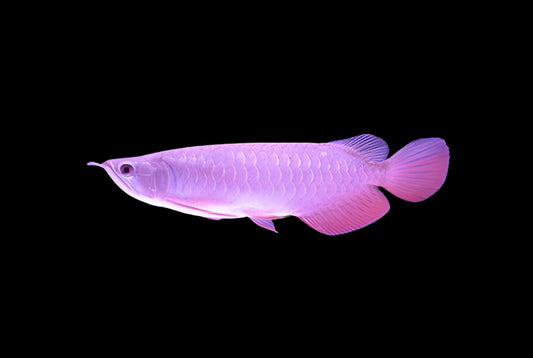 BANJER RED AROWANA 12-14cm