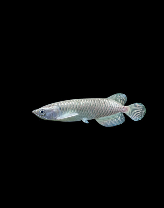 Pearl Arowana Fish 13-15 cm
