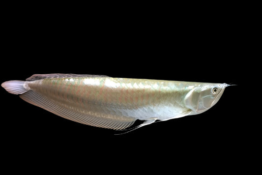Silver Arowana