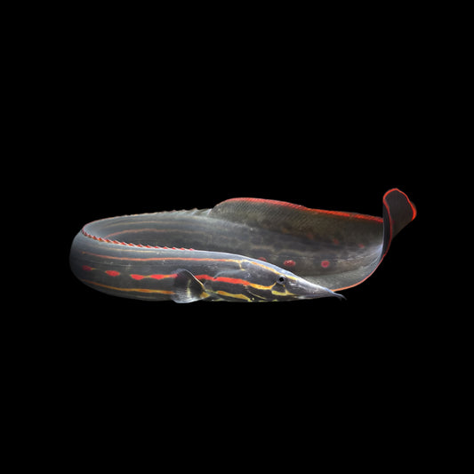 REDSPOT FIRE EEL