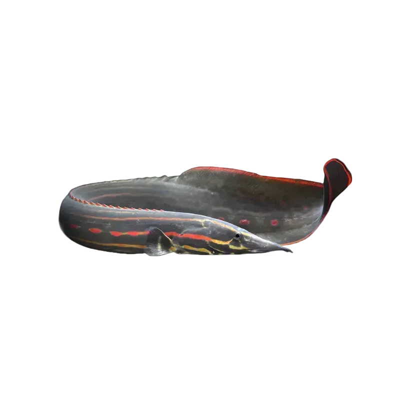 FIRE EEL 30-35CM