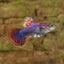 Pink Magenta Guppy Male 4PCS Combo Deal