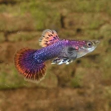Pink Magenta Guppy Male 4PCS Combo Deal