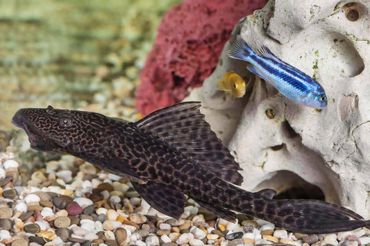 SUCKER FISH