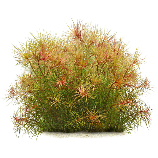Pogostemon Stellatus Pot Plant