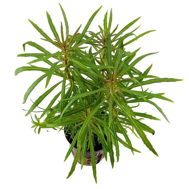 POGOSTEMON STELLATUS OCTOPUS POT PLANT