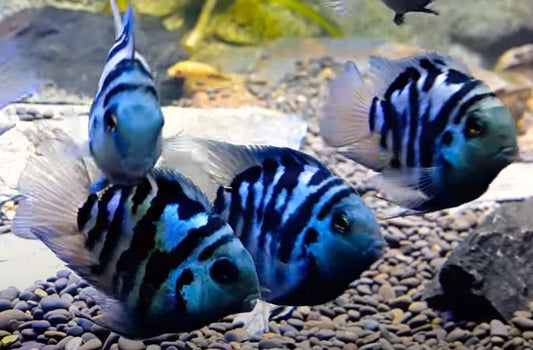 POLAR PARROT FISH