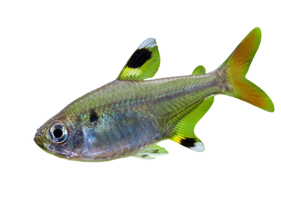 X-ray Pristella Tera