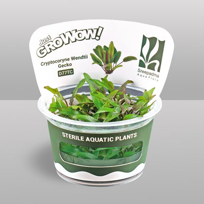 Growow Cryptocoryne Wendtii Gecko