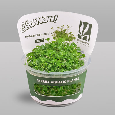 Growow Hydrocotyle tripartita