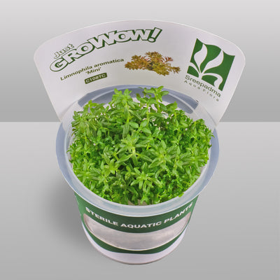 Growow Limnophila aromatica 'Mini'