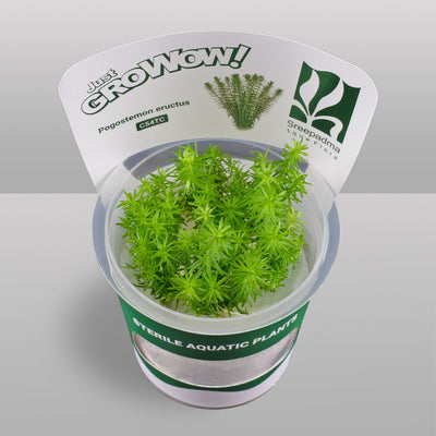 Growow Pogostemon eructus