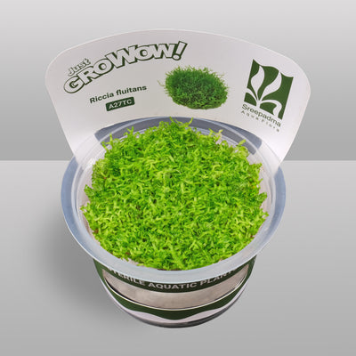 Growow Riccia fluitans