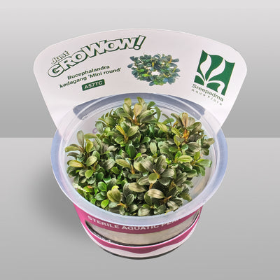 Growow Bucephalandra kedagang mini round