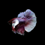 Halfmoon Dumbo Ear Betta