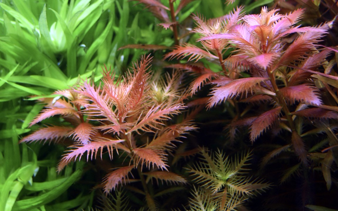 TROPICA PROSERPINACA PALUSTRIS 'Cuba'
