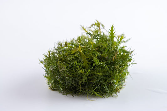 TROPICA PROSERPINACA PALUSTRIS 'Cuba'