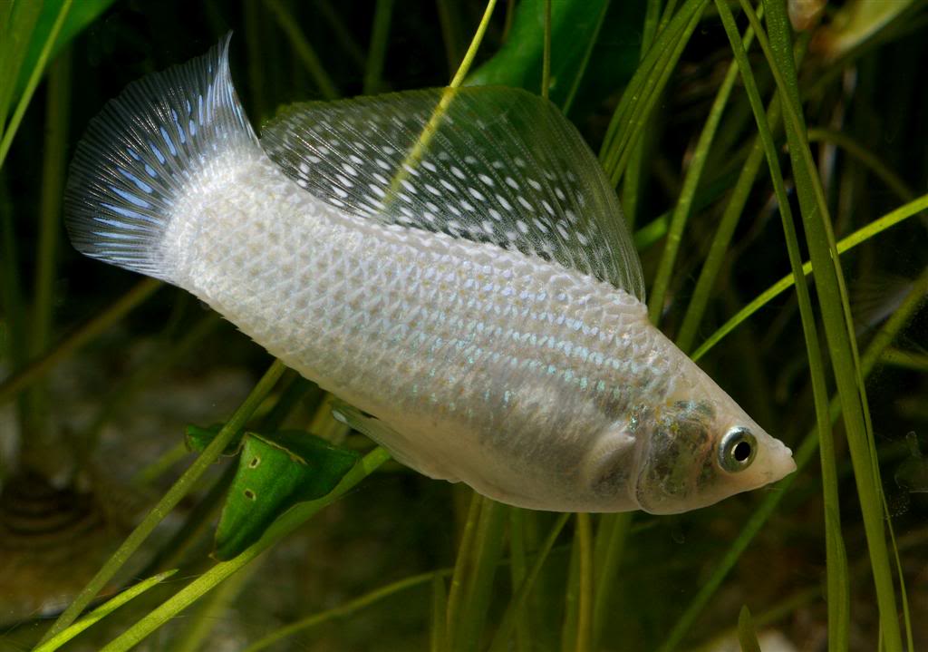 مولي فيش ميكس 4 سم