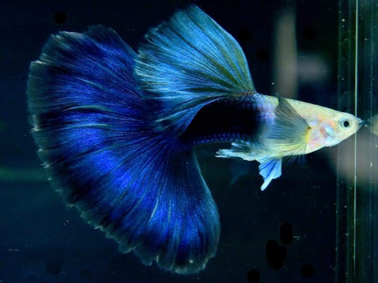 HALF BLACK BLUE TAIL SPECIAL GUPPY PAIR